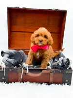 Sandy, a female Cavapoo for sale in Statesville, NC – 8 of 10