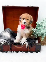 Faye-Blue Eye, a male Bernedoodle for sale in Statesville, NC – 8 of 10