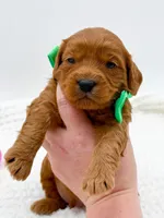 Calvin, a male Miniature Goldendoodle for sale in Statesville, NC – Photo 7 of 10