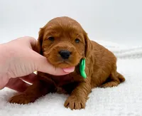 Calvin, a male Miniature Goldendoodle for sale in Statesville, NC – Photo 4 of 10