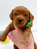 Calvin, a male Miniature Goldendoodle for sale in Statesville, NC – Photo 9 of 10