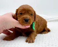 Calvin, a male Miniature Goldendoodle for sale in Statesville, NC – Photo 3 of 10
