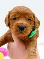 Calvin, a male Miniature Goldendoodle for sale in Statesville, NC – Photo 10 of 10