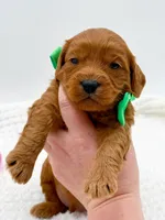 Calvin, a male Miniature Goldendoodle for sale in Statesville, NC – Photo 6 of 10