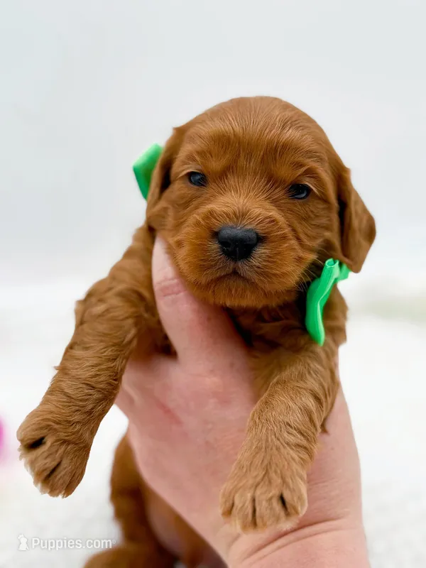 Calvin – Miniature Goldendoodle puppy for sale in Statesville, NC