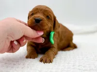 Calvin, a male Miniature Goldendoodle for sale in Statesville, NC – Photo 2 of 10