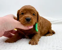 Calvin, a male Miniature Goldendoodle for sale in Statesville, NC – Photo 5 of 10