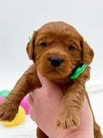 Calvin, a male Miniature Goldendoodle for sale in Statesville, NC – Photo 8 of 10