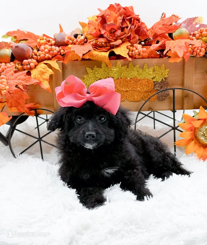 Tala – Cavapoo puppy for sale in Statesville, NC