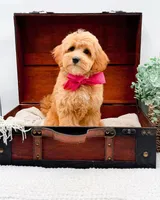 Pansy, a female Miniature Goldendoodle for sale in Statesville, NC – 6 of 10