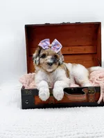 Hailey, a female Bernedoodle for sale in Statesville, NC – 4 of 10