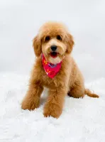 Heidi, a female Miniature Goldendoodle for sale in Statesville, NC – 2 of 10