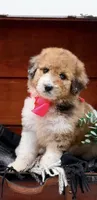 Faye-Blue Eye, a male Bernedoodle for sale in Statesville, NC – 3 of 10