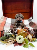Victor, a male Poodle - Toy  for sale in Statesville, NC – 8 of 10