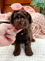 Nestle, a female Miniature Bernedoodle for sale in Statesville, NC – 3 of 10