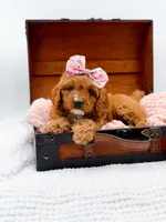 Raleigh, a female Cavapoo for sale in Statesville, NC – 10 of 10