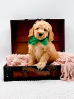 Alvin, a male Miniature Goldendoodle for sale in Statesville, NC – 2 of 10