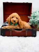 Gary, a male Goldendoodle for sale in Statesville, NC – 8 of 10