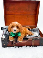 Stewart, a male Cavapoo for sale in Statesville, NC – 4 of 10