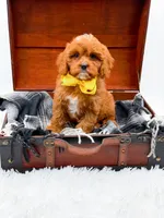 Summer, a female Cavapoo for sale in Statesville, NC – 5 of 10