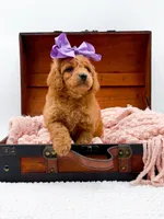 Summer, a female Miniature Goldendoodle for sale in Statesville, NC – 5 of 10