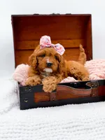 Raleigh, a female Cavapoo for sale in Statesville, NC – 2 of 10