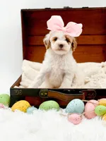 Molly, a female Miniature Goldendoodle for sale in Statesville, NC – Photo 3 of 10