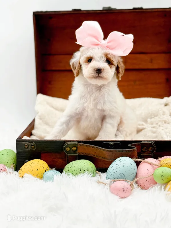 Molly – Miniature Goldendoodle puppy for sale in Statesville, NC