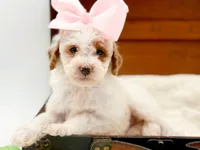 Molly, a female Miniature Goldendoodle for sale in Statesville, NC – Photo 2 of 10