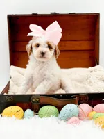 Molly, a female Miniature Goldendoodle for sale in Statesville, NC – Photo 9 of 10