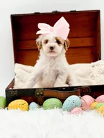 Molly, a female Miniature Goldendoodle for sale in Statesville, NC – Photo 8 of 10