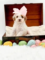 Molly, a female Miniature Goldendoodle for sale in Statesville, NC – Photo 6 of 10