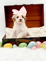 Molly, a female Miniature Goldendoodle for sale in Statesville, NC – Photo 7 of 10