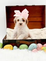 Molly, a female Miniature Goldendoodle for sale in Statesville, NC – Photo 5 of 10