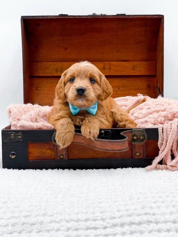 Samson – Miniature Goldendoodle puppy for sale in Statesville, NC