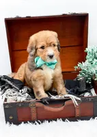 Fletcher, a male Bernedoodle for sale in Statesville, NC – 8 of 10
