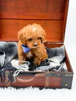 Sam, a male Cavapoo for sale in Statesville, NC – 2 of 10