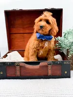 Paulie, a male Miniature Goldendoodle for sale in Statesville, NC – 3 of 10