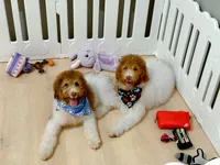 Hank, a male Bernedoodle for sale in Statesville, NC – 6 of 10