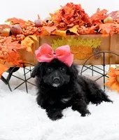Tala, a female Cavapoo for sale in Statesville, NC – 6 of 10