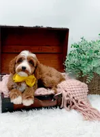Lilly, a female Cavapoo for sale in Statesville, NC – 3 of 10