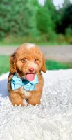 Ozzy, a male Miniature Bernedoodle for sale in Statesville, NC – 2 of 10