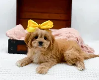 Lottie, a female Cavapoo for sale in Statesville, NC – Photo 5 of 10