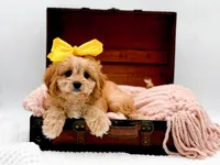 Lottie, a female Cavapoo for sale in Statesville, NC – Photo 2 of 10