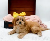 Lottie, a female Cavapoo for sale in Statesville, NC – Photo 9 of 10