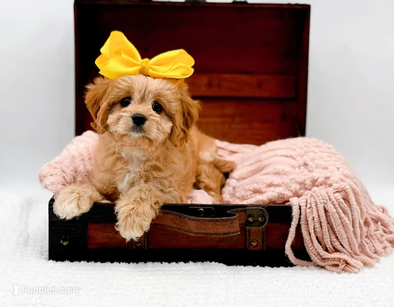 Lottie – Cavapoo puppy for sale in Statesville, NC