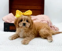 Lottie, a female Cavapoo for sale in Statesville, NC – Photo 8 of 10