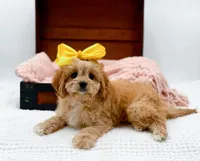 Lottie, a female Cavapoo for sale in Statesville, NC – Photo 6 of 10