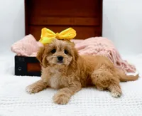 Lottie, a female Cavapoo for sale in Statesville, NC – Photo 7 of 10
