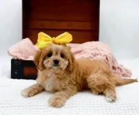 Lottie, a female Cavapoo for sale in Statesville, NC – Photo 10 of 10